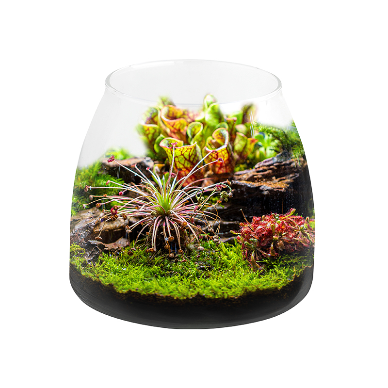 Planted Aquarium For Sale - Plant Bottle Fish Tank Accessories Hot