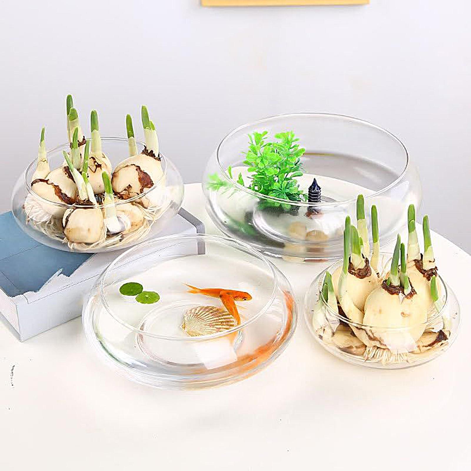 Aquarium Plant Original - Fish Glass Bowl Glass Large Hydroponics