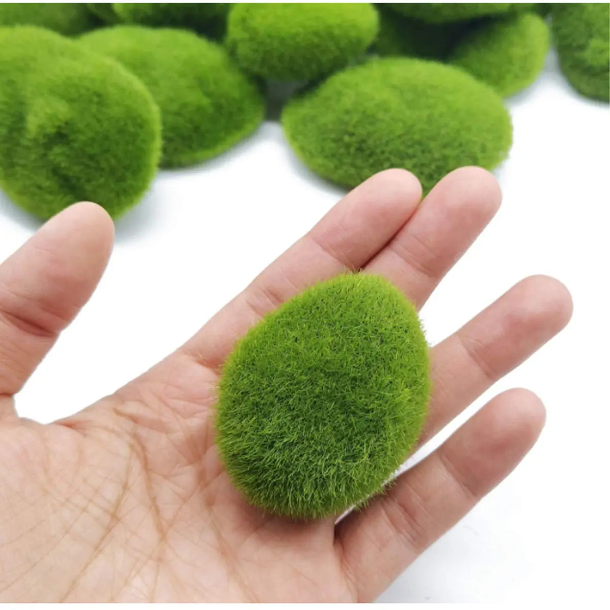 Aquarium Plant Echinodorus - Live Marimo Moss Balls Green Algae