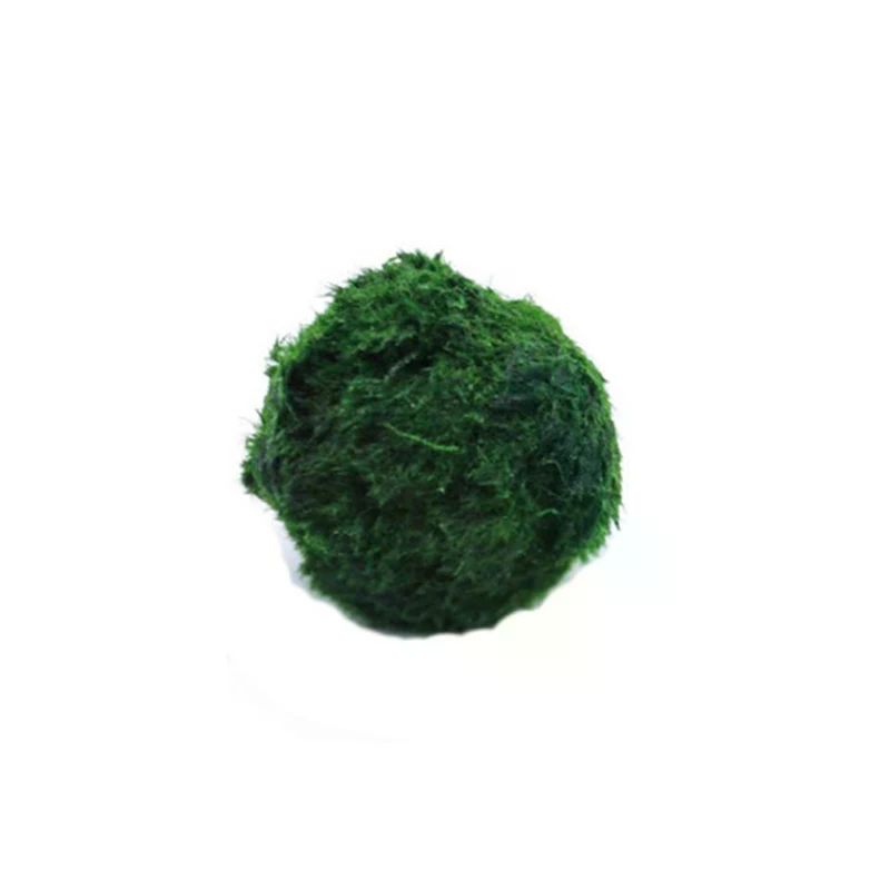 3-4cm Marimo Moss Balls Live A - Aquarium Plant Echinodorus recensione e prezzo