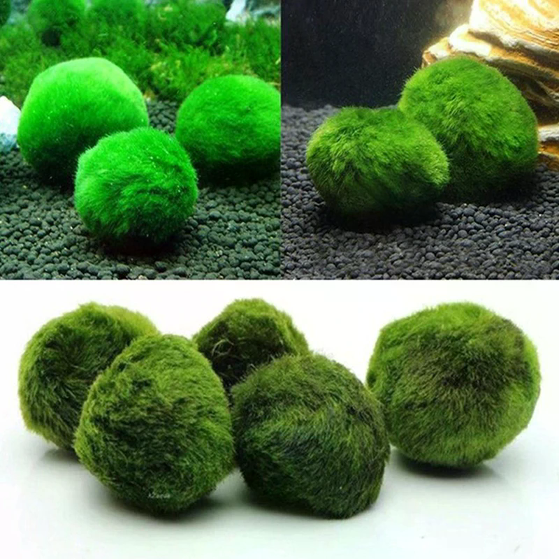 3-4cm Marimo Moss Balls Live A - Aquarium Plant Echinodorus recensione e prezzo