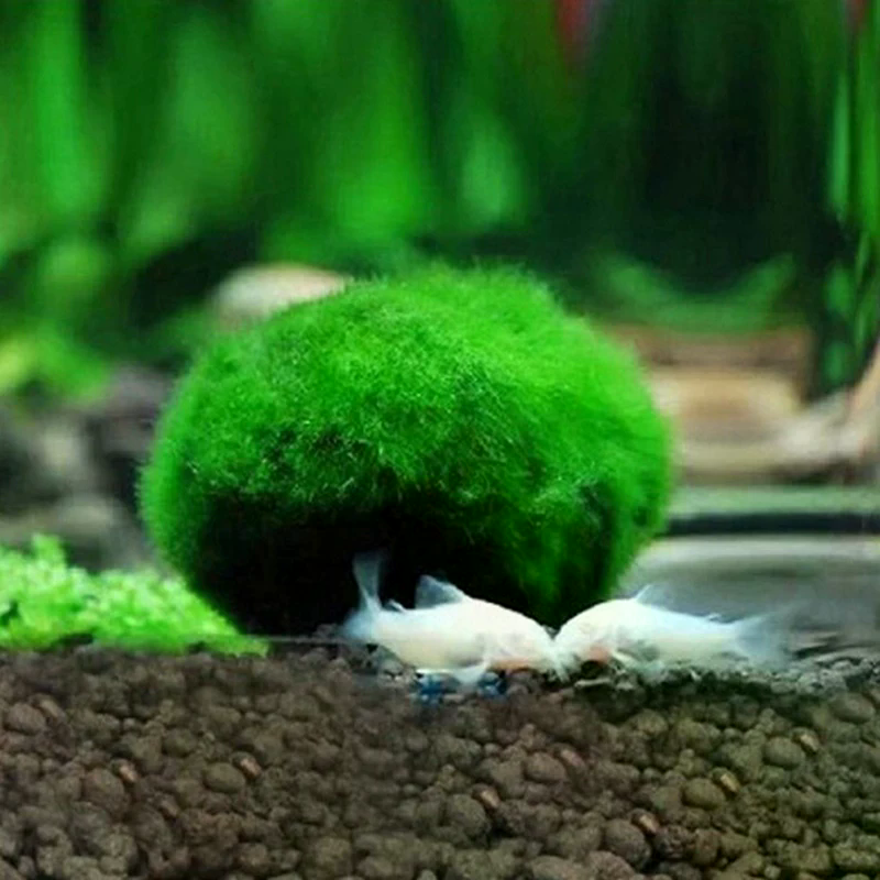 3-4cm Marimo Moss Balls Live A - Aquarium Plant Echinodorus recensione e prezzo