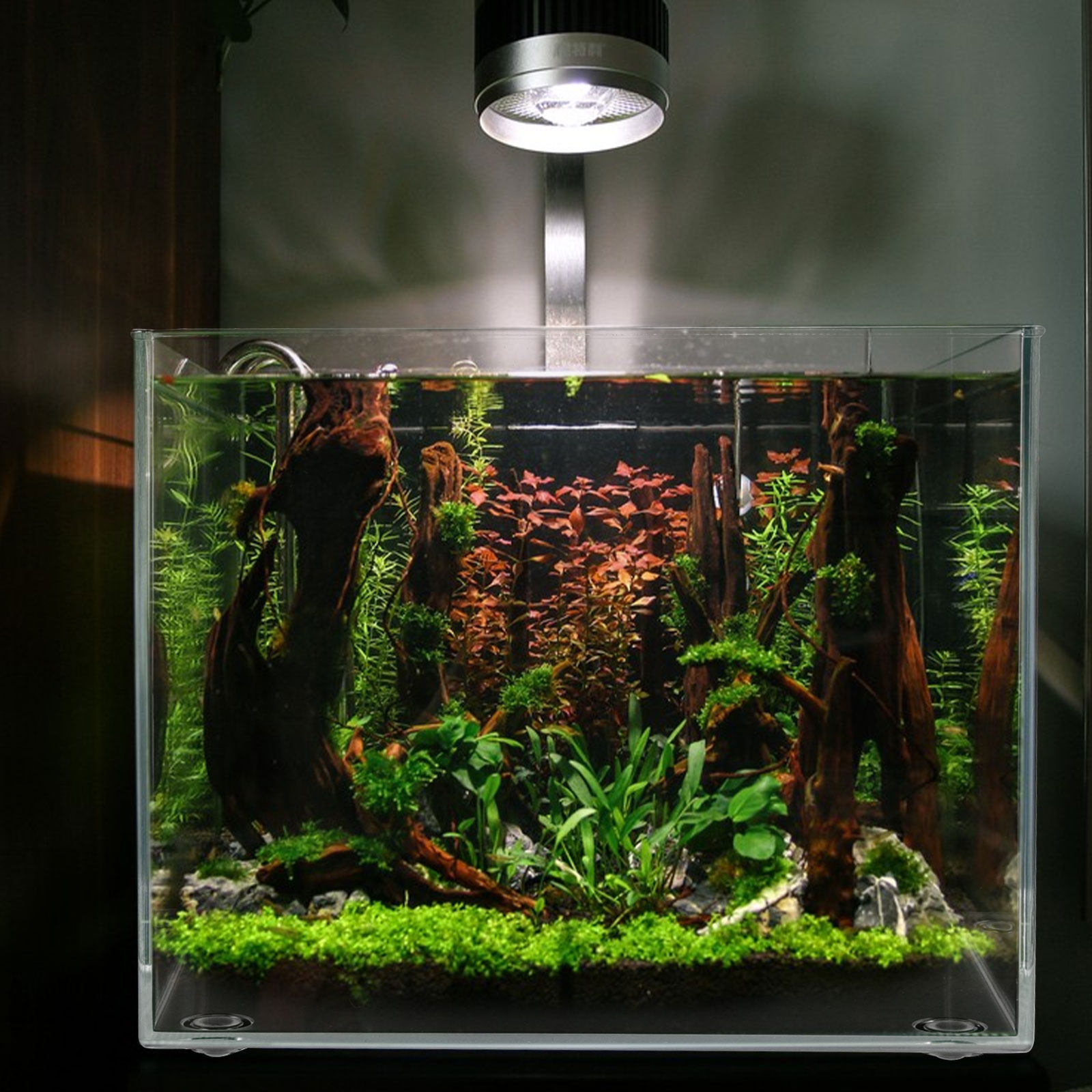 Desktop Mini Aquarium for Bett - Planted Aquarium Betta recensione e prezzo