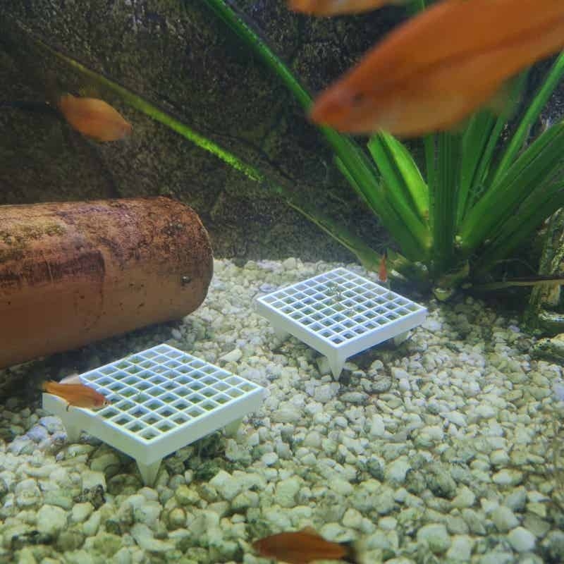 Aquarium Moss Holder with Stan - Aquarium Plant Echinodorus recensione e prezzo