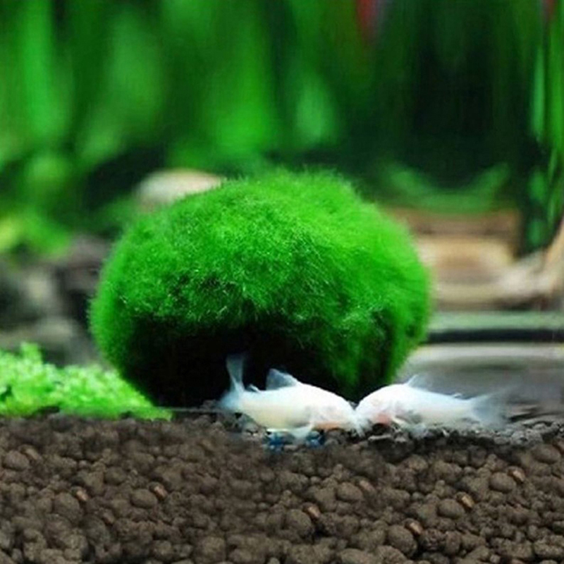 3-4cm Marimo Moss Balls Live A - Aquarium Plant Echinodorus recensione e prezzo