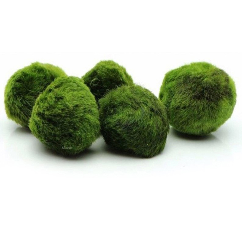 3-4cm Marimo Moss Balls Live A - Aquarium Plant Echinodorus recensione e prezzo
