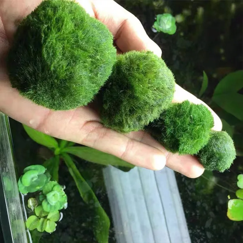 Live Marimo Moss Balls , Simul - Aquarium Plant Echinodorus recensione e prezzo
