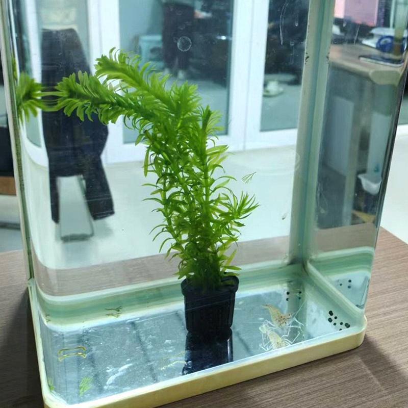 4Pcs Pet Fish Tank Landscaping - Aquarium Plant Original recensione e prezzo
