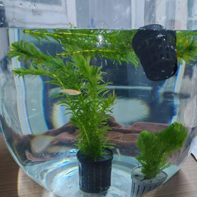 4Pcs Pet Fish Tank Landscaping - Aquarium Plant Original recensione e prezzo