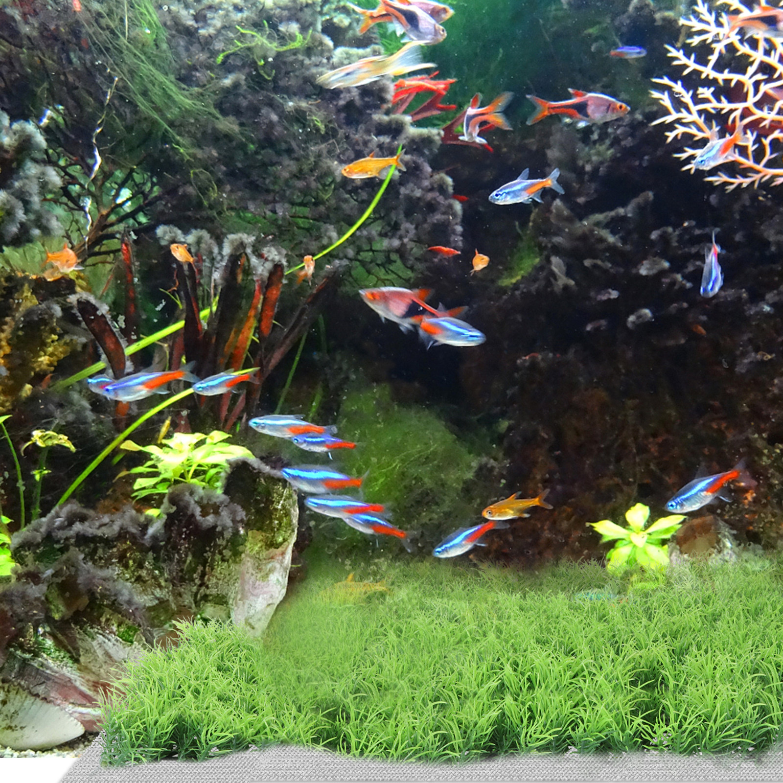 10Pcs Stainless Steel Aquarium - Planted Aquarium Carpet Plant recensione e prezzo