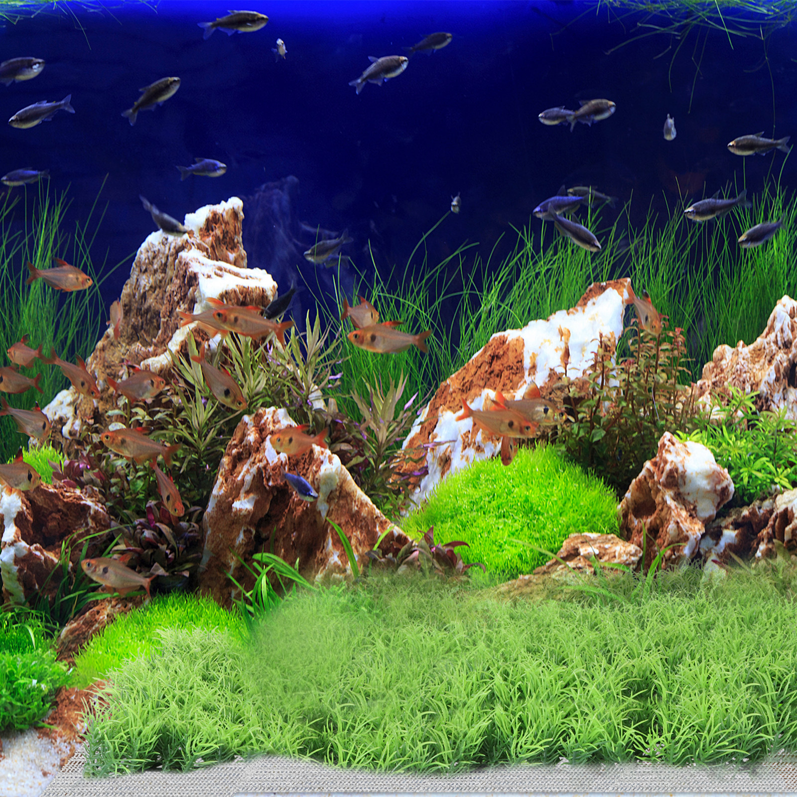 10Pcs Stainless Steel Aquarium - Planted Aquarium Carpet Plant recensione e prezzo
