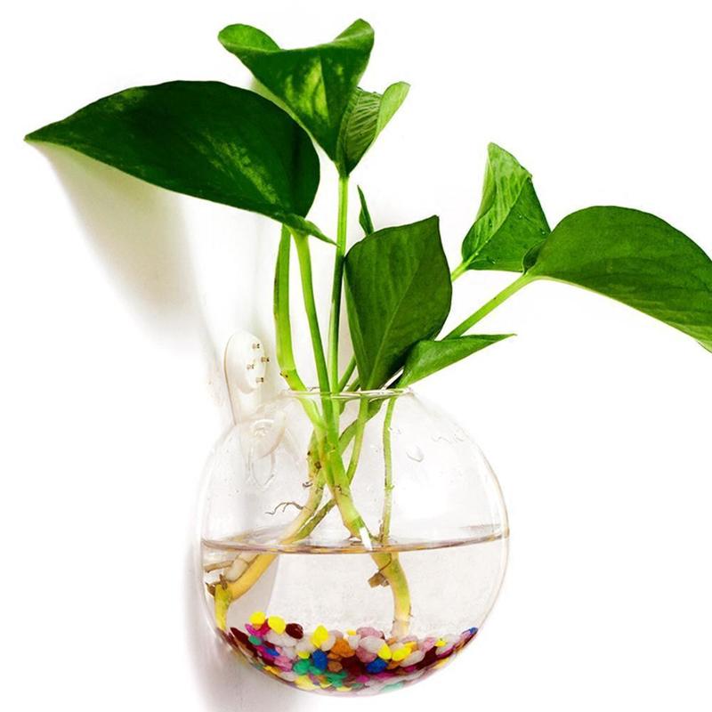 Creative Wall Mounted Glass Va - Aquarium Plant Echinodorus recensione e prezzo