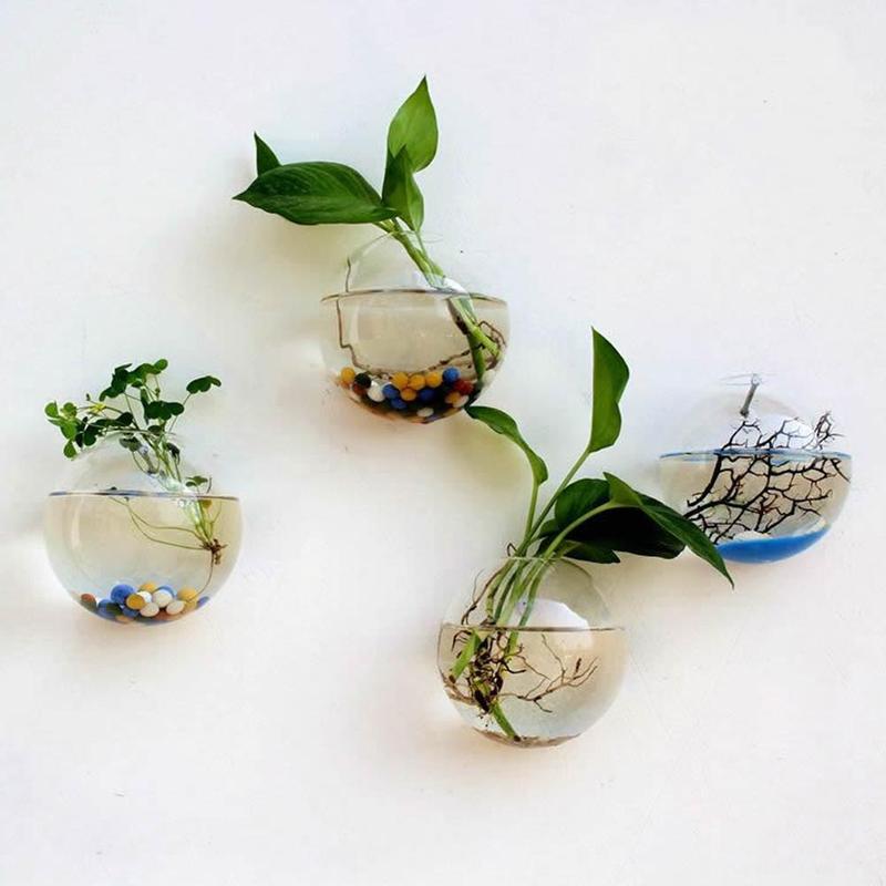 Creative Wall Mounted Glass Va - Aquarium Plant Echinodorus recensione e prezzo