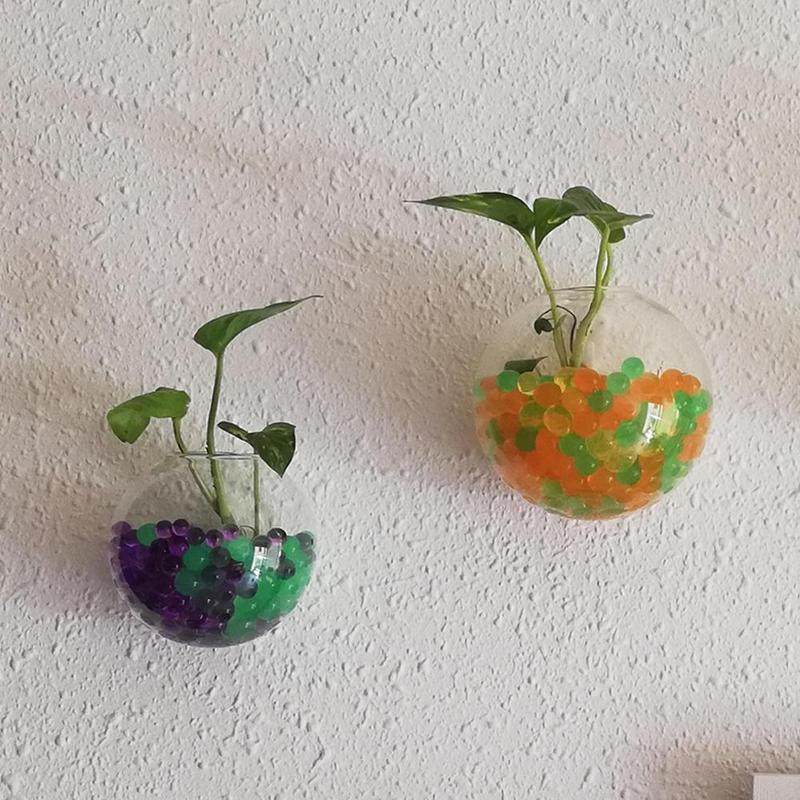 Creative Wall Mounted Glass Va - Aquarium Plant Echinodorus recensione e prezzo
