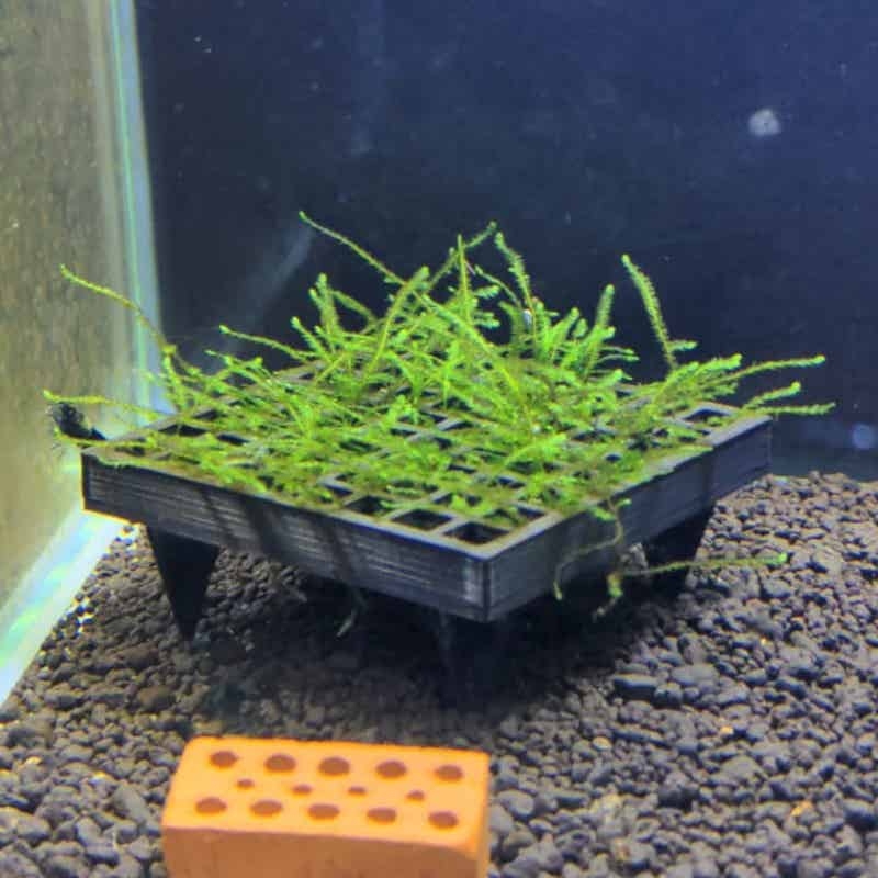 Aquarium Moss Cage Holder Fish - Aquarium Plant Echinodorus recensione e prezzo