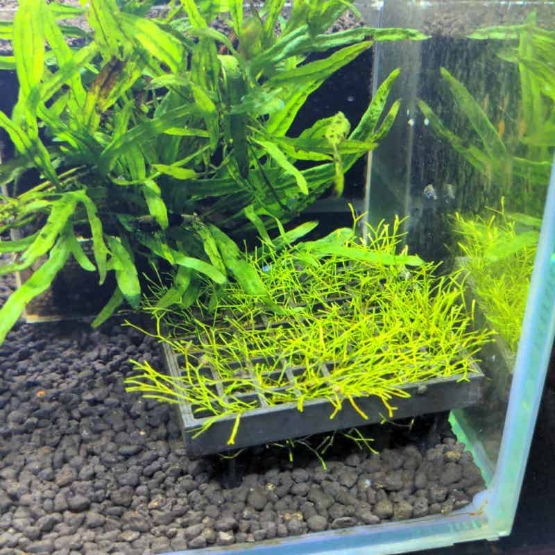 Aquarium Moss Cage Holder Fish - Aquarium Plant Echinodorus recensione e prezzo