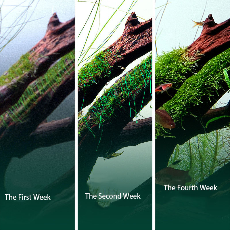 Degradable Aquarium Fish Tank  - Aquarium Plant Echinodorus recensione e prezzo