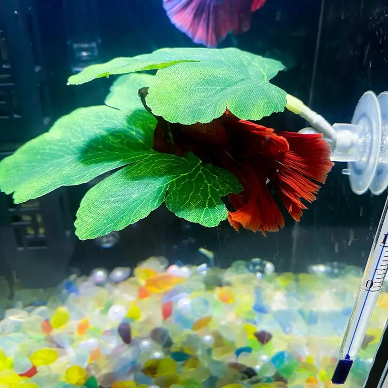 Betta Fish Leaf Hammock Aquari - Planted Aquarium Betta recensione e prezzo