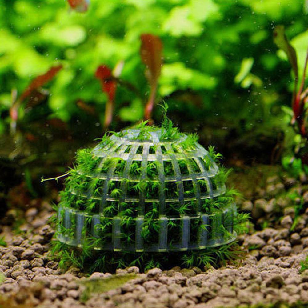Aquarium Fish Tank Media Moss  - Aquarium Plant Echinodorus recensione e prezzo
