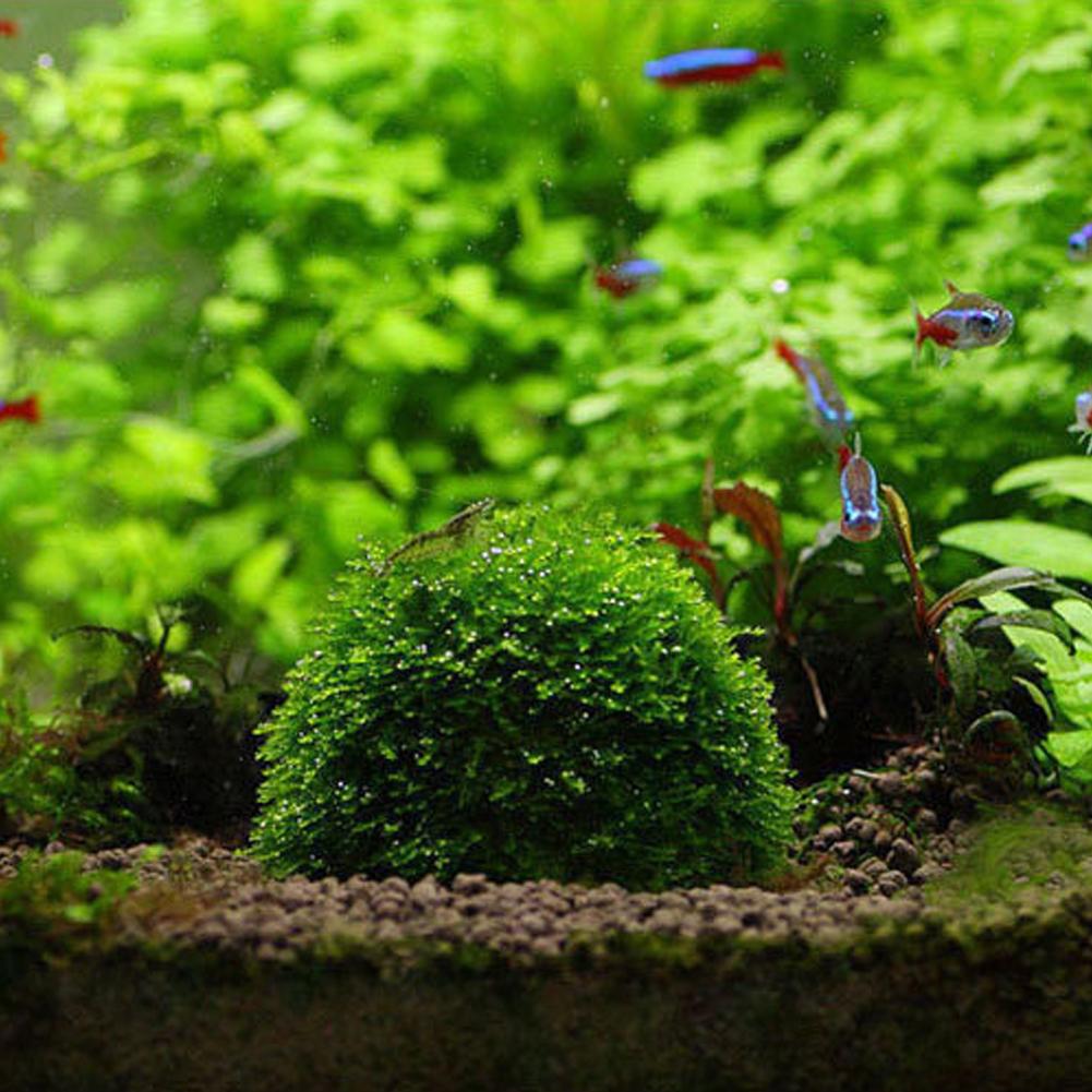 Aquarium Fish Tank Media Moss  - Aquarium Plant Echinodorus recensione e prezzo