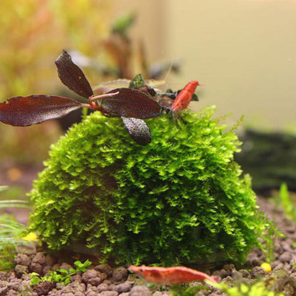 Aquarium Fish Tank Media Moss  - Aquarium Plant Echinodorus recensione e prezzo