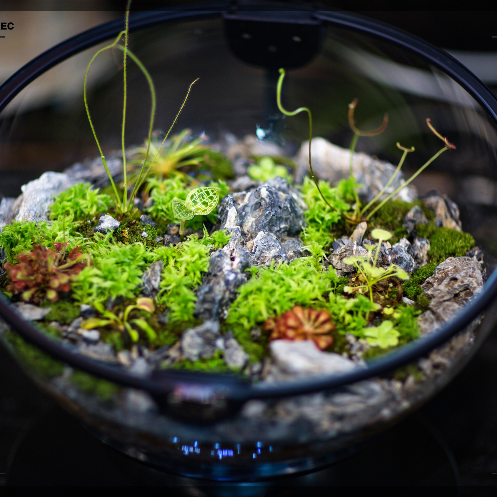 Hot Sales Acrylic Material  Ba - Planted Aquarium Materials recensione e prezzo