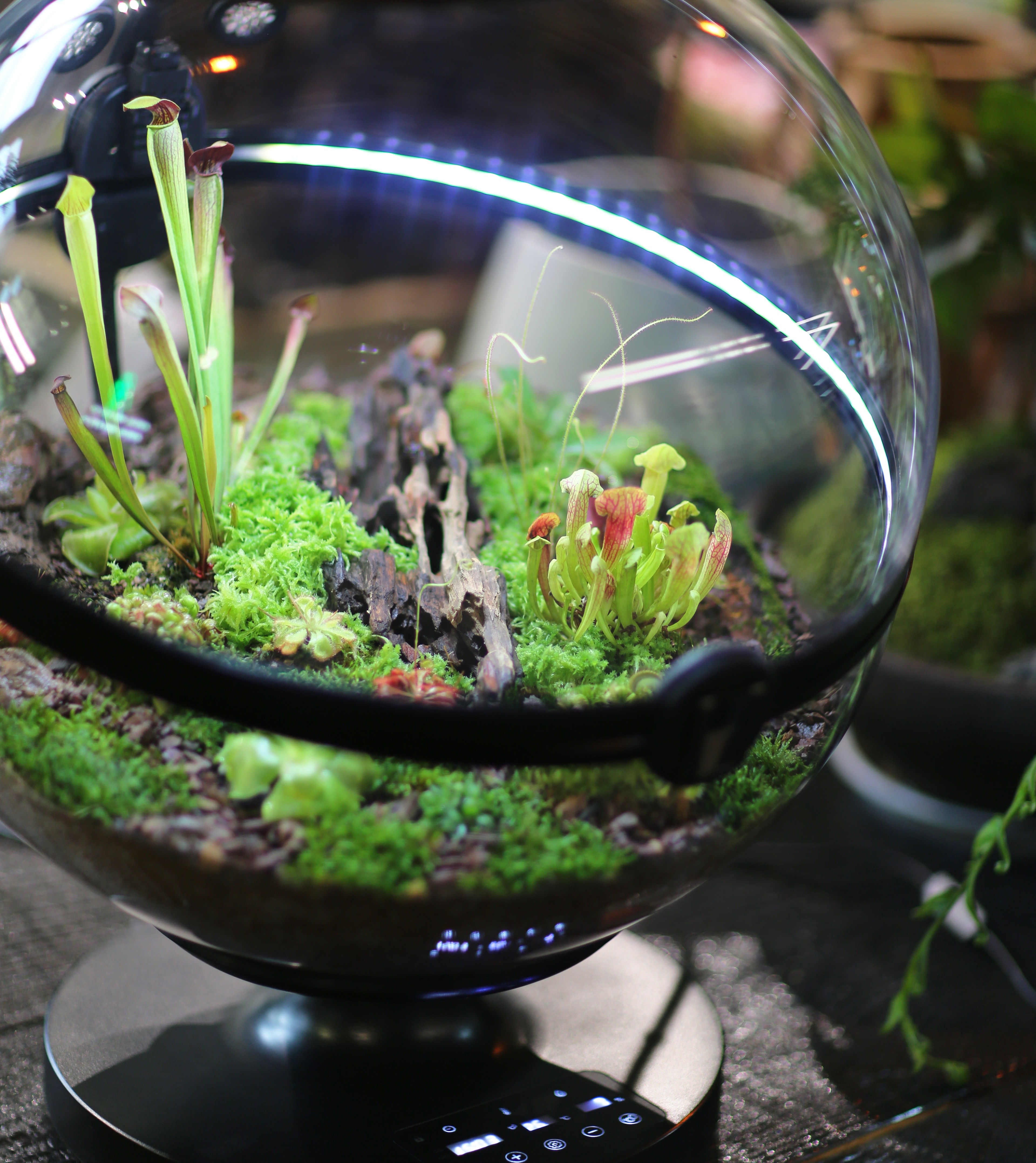 Hot Sales Acrylic Material  Ba - Planted Aquarium Materials recensione e prezzo