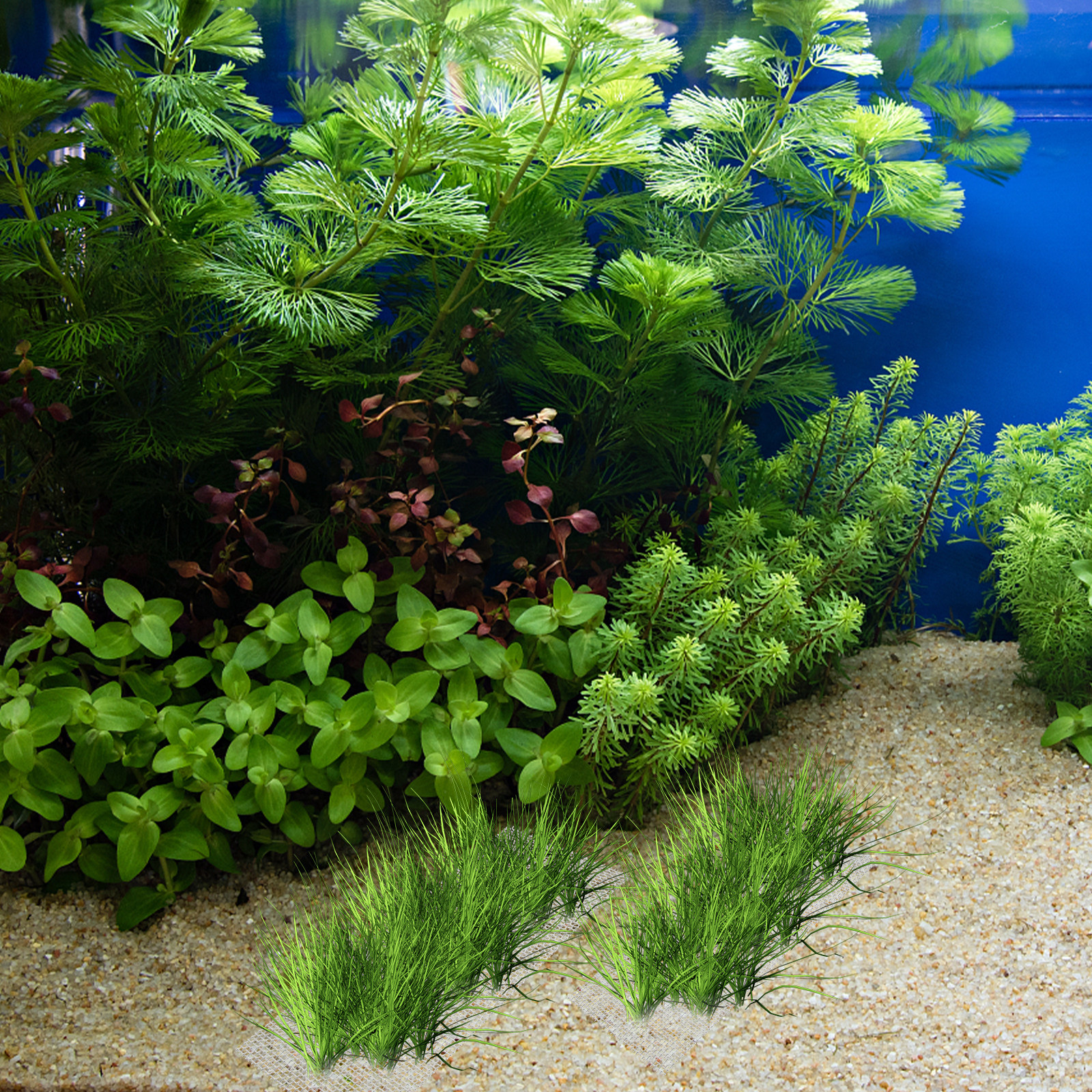 15Pcs Stainless Steel Moss Wal - Planted Aquarium Carpet Plant recensione e prezzo