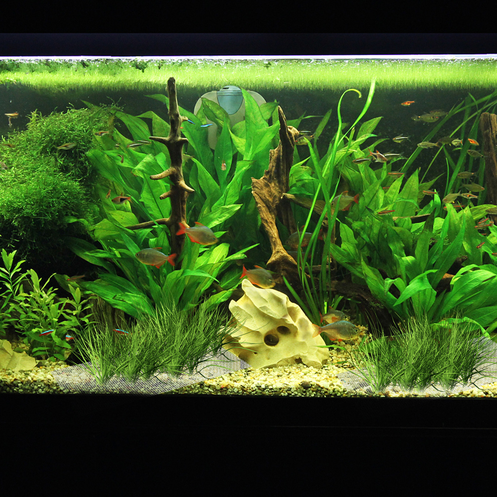 15Pcs Stainless Steel Moss Wal - Planted Aquarium Carpet Plant recensione e prezzo