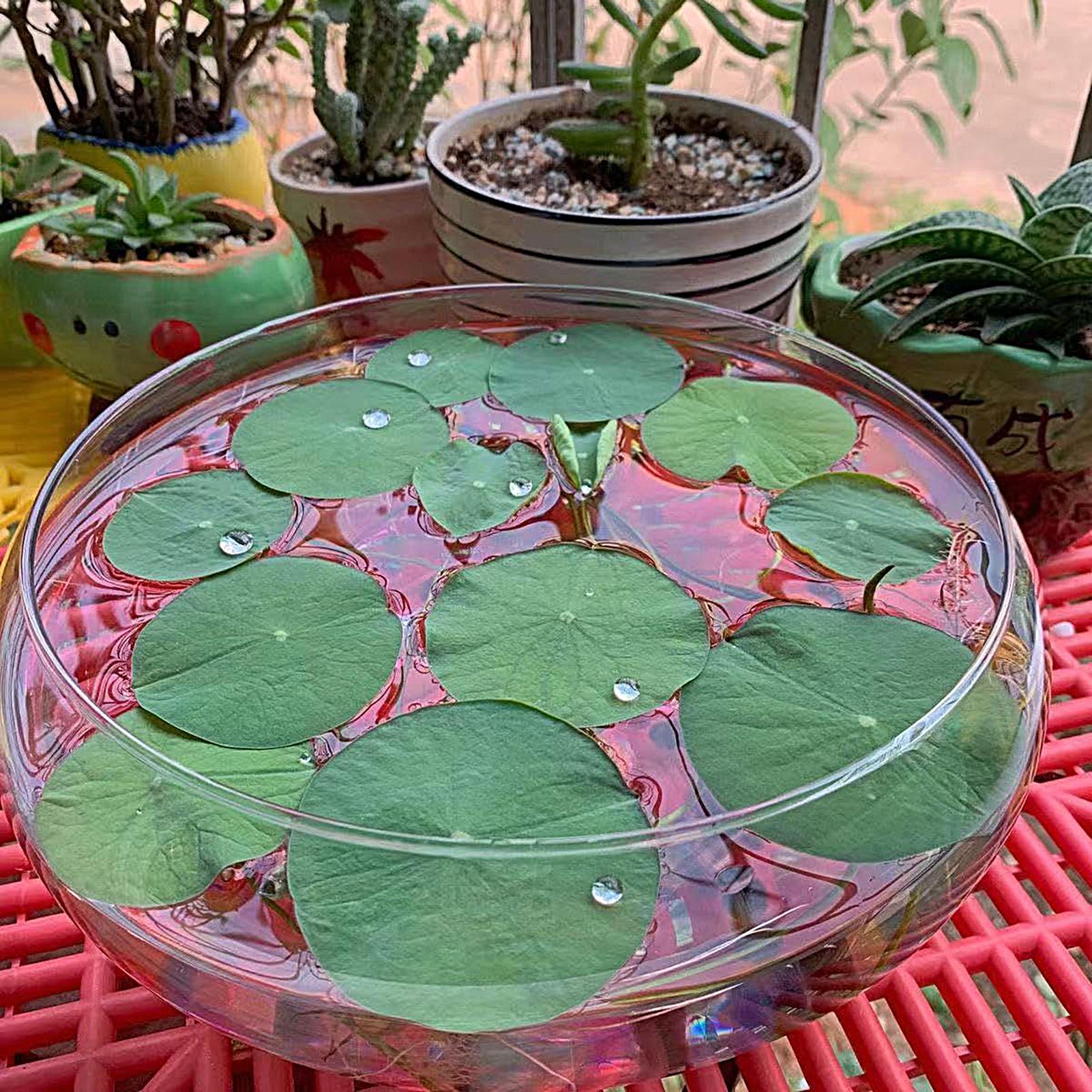 Fish Glass Bowl Glass Large Hy - Aquarium Plant Original recensione e prezzo
