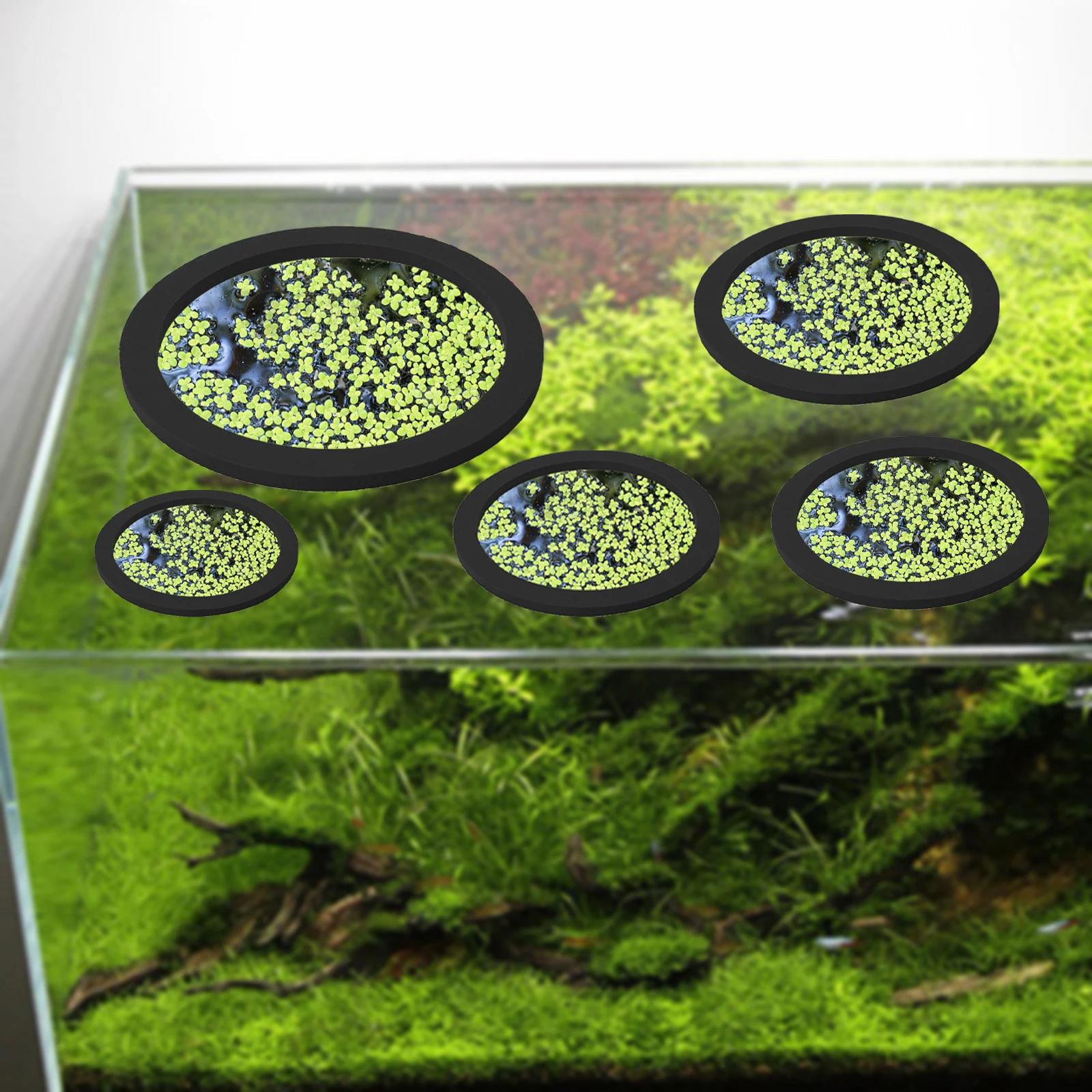 5Pcs EVA Fish Feeding Ring Aqu - Aquarium Plant Original recensione e prezzo