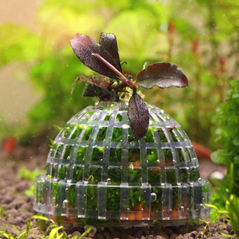 .1Pc Aquatic Pet Supplies Deco - Aquarium Plant Echinodorus recensione e prezzo