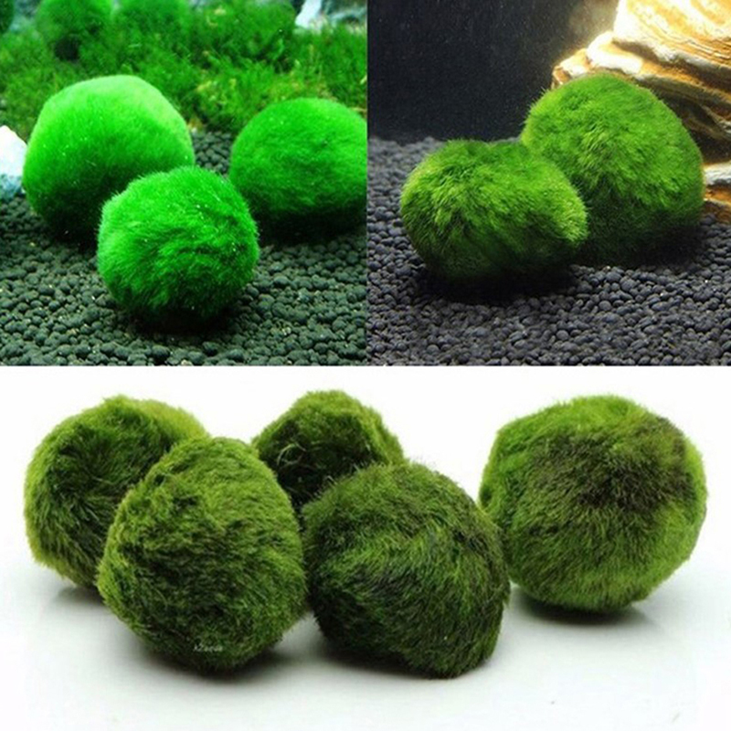 3-4cm Marimo Moss Balls Live A - Aquarium Plant Echinodorus recensione e prezzo