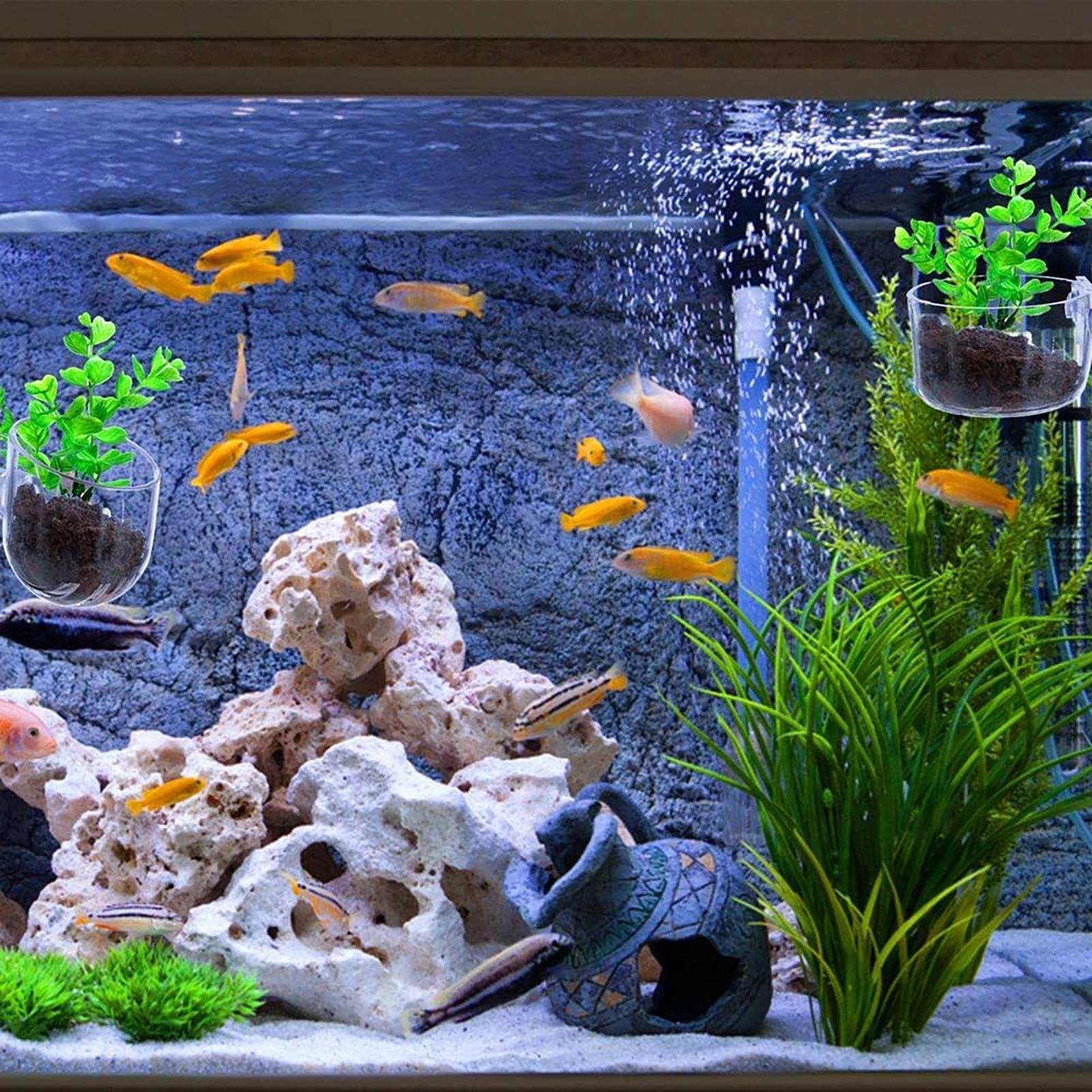 Plant Holder for Fish Tank Cle - Aquarium Plant Utensils recensione e prezzo