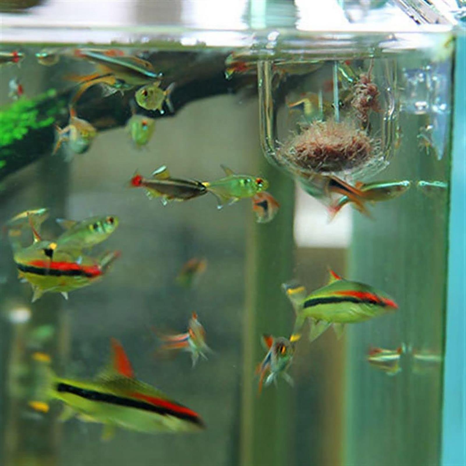 Plant Holder for Fish Tank Cle - Aquarium Plant Utensils recensione e prezzo