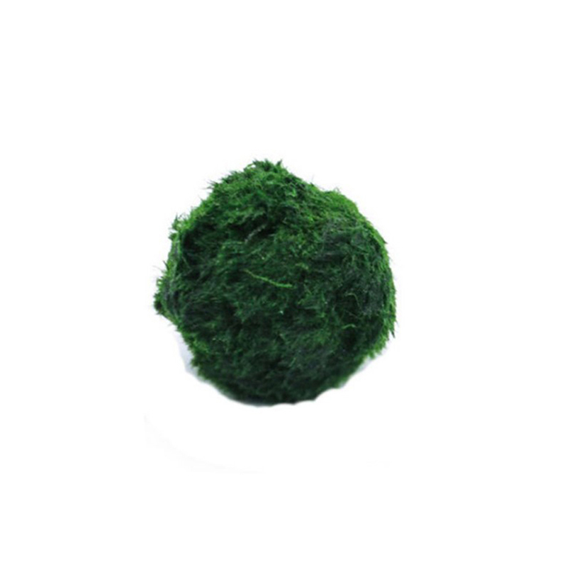 Live Marimo Moss Balls 3-4cm,  - Aquarium Plant Echinodorus recensione e prezzo
