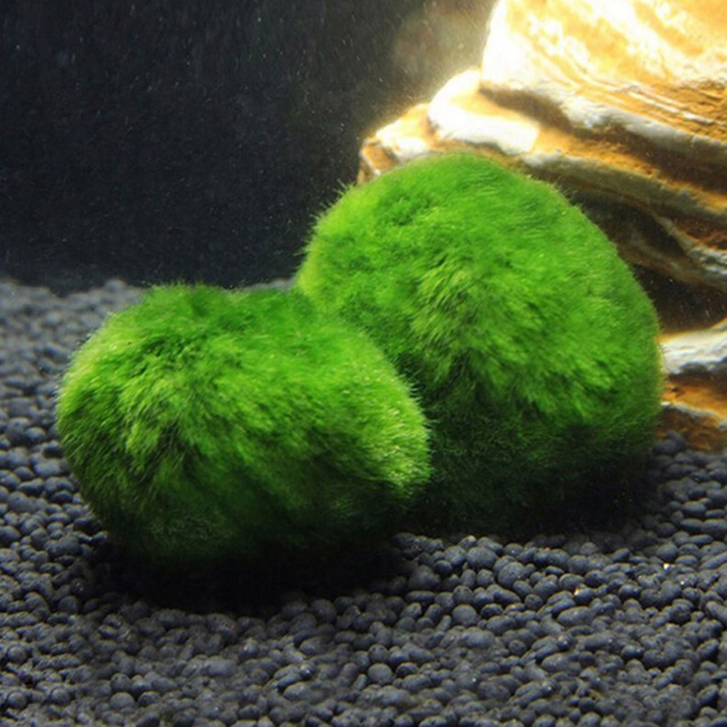 Live Marimo Moss Balls 3-4cm,  - Aquarium Plant Echinodorus recensione e prezzo