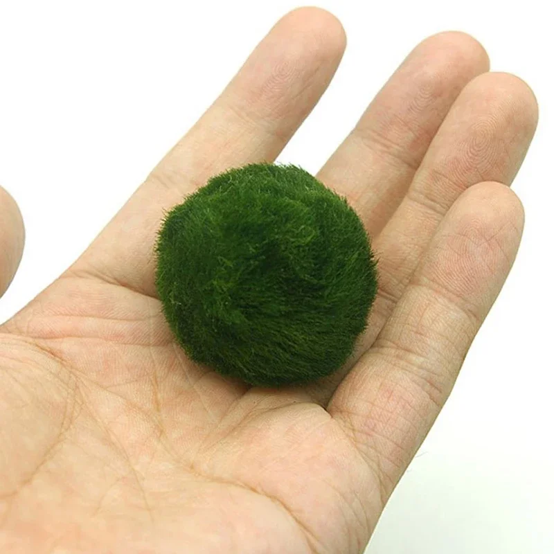 Live Marimo Moss Balls Green A - Aquarium Plant Echinodorus recensione e prezzo