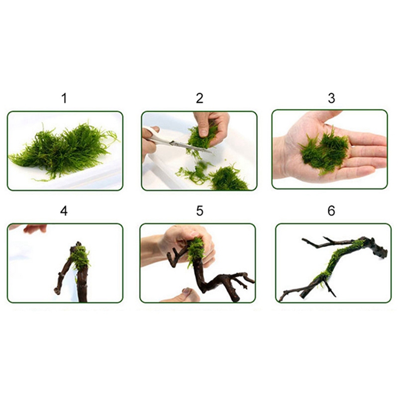 120M DIY Moss Line Binding Lin - Aquarium Plant Echinodorus recensione e prezzo