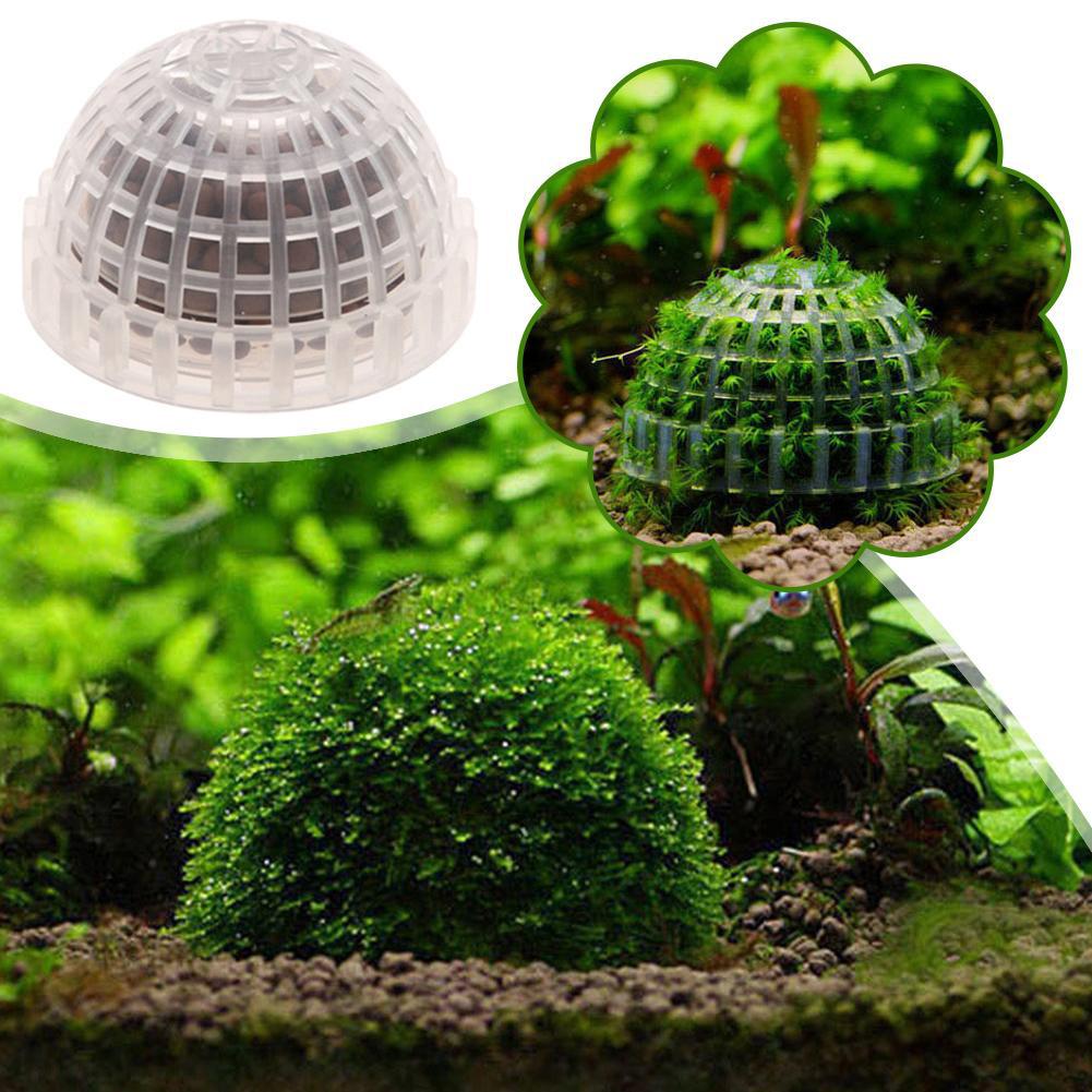 1pc Aquatic Pet Supplies Decor - Aquarium Plant Echinodorus recensione e prezzo