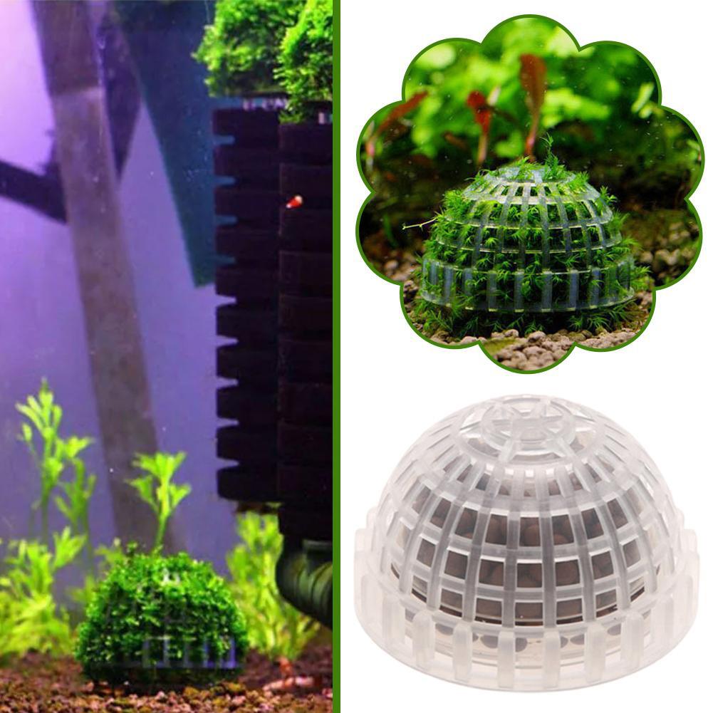 1pc Aquatic Pet Supplies Decor - Aquarium Plant Echinodorus recensione e prezzo