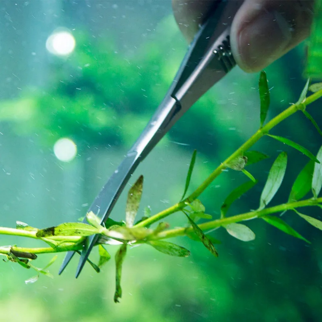 Curved Straight Spring Scissor - Aquarium Plant Utensils recensione e prezzo