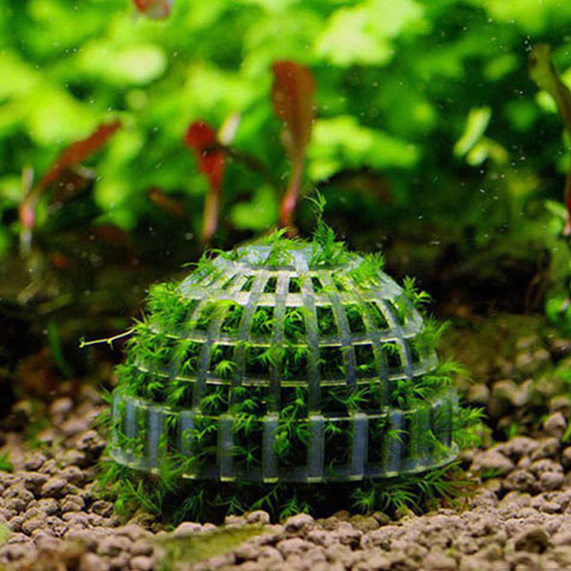 Aquatic Pet Supplies Decoratio - Aquarium Plant Echinodorus recensione e prezzo
